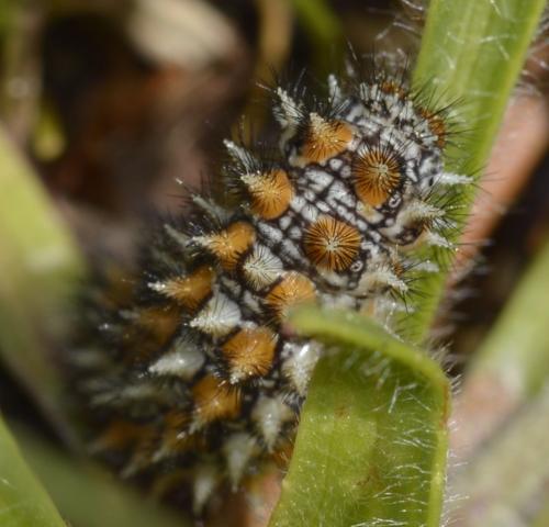Melitaea didyma